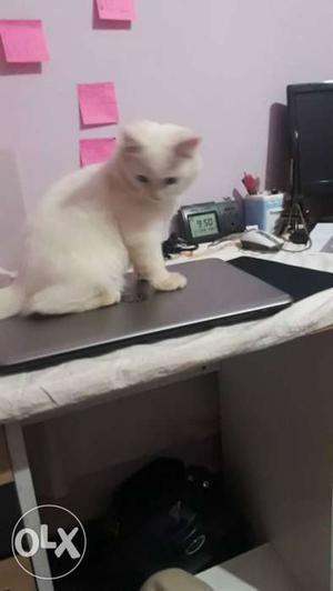 Two male Persian kittens 3 months old