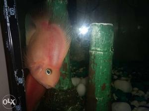 Two pice big giant paarot fish for sale