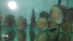 Various strain of breeding size discus available