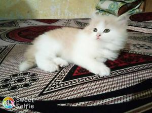 White And Beige male Kitten 2 months old and toilet trained