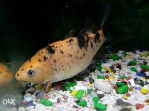 White And Black And Orange Color ki Pallet Fish Big