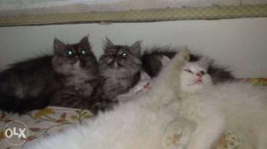 White And Brown Persian Kittens.