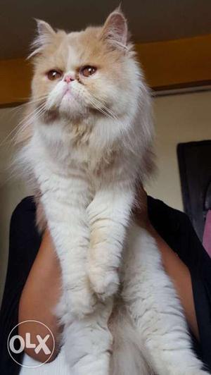 White And Orange Persian Cat