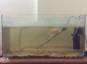 White Fish With Fish Tank