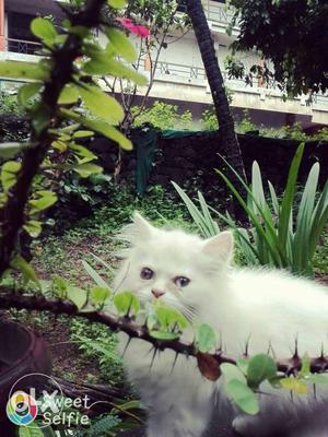 White Odd-eye Persian Cat