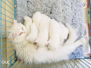 White Persian Cat And Kittens