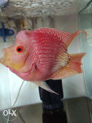 White, Pink, And Yellow Flowerhorn