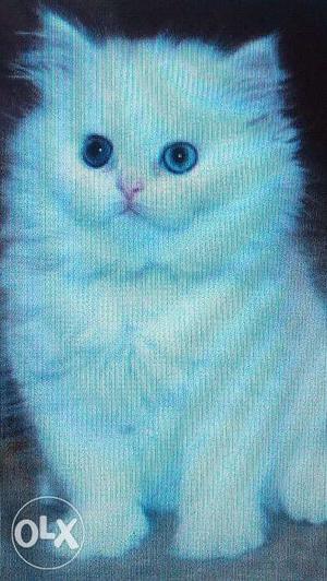 White color kitten