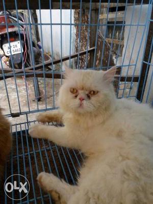 White colour punch face male cat ready to mate havy bone