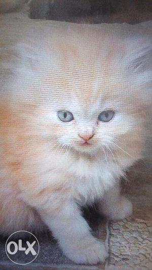 White or fully golden color Persian kitten