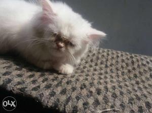 White persian female semi punch kitten for sale