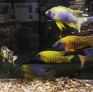 Yellow, Purple, And White Fish