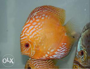 Yellow male for sell. Pm for details Size is 6"