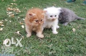 persian kitten available cats house rs 