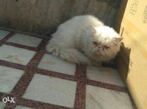 1.5 year old male persian cat for sale or mating