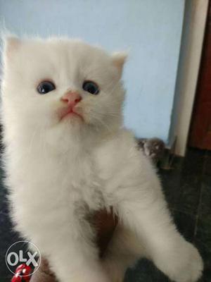 1 month female