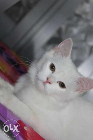 11 months pure white persion cat female cat