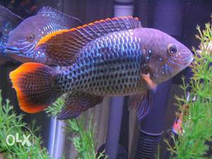 4 inch green tarror fish for sale, interested person contact