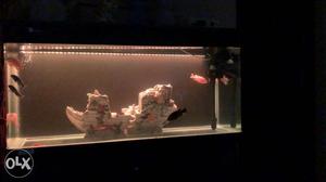 4feet aquarium with exotic chichlids