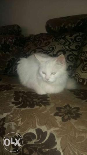 8 month old white persion female cate
