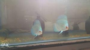 Blue Diamond Discus Have 3 pc 1 pc is imported