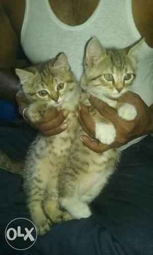 Brown tabby cat Persian 55day old both male and