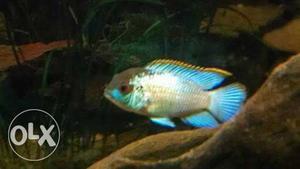 Electricblue Acara fish avvailable in wholesale