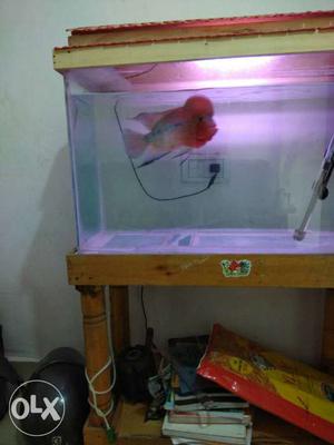FH fish Indian breed good quality fish without
