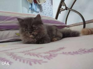 Female furry Persian cat