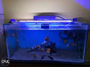 Fish tank big size for sale with cover