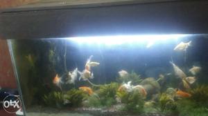 Fish tank full set best buy, contact soon