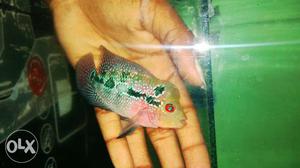 Gray, Green, Pink, And White Fish