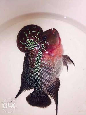 High quality imported flowerhorn for in
