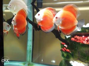 Imported Discus fishes for sell