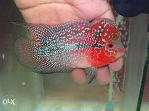 Imported PPRS srd flowerhorns Available