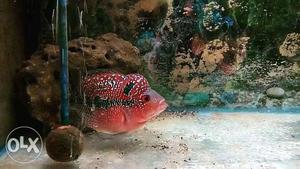 King SRD super pearly flowerhorn