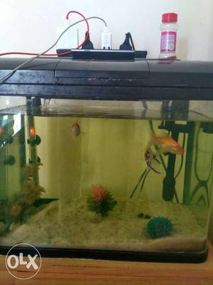 Mexican fish tank with motor, heater and fishes