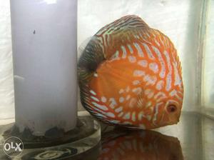 Need Discus proven female