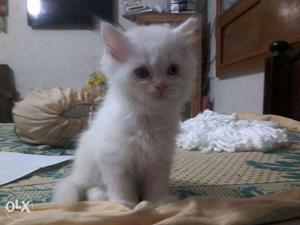 Persian Kitten Pure White
