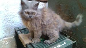 Persian cats 3 months old