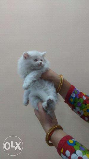 Persian kitten sale only semi punch face 