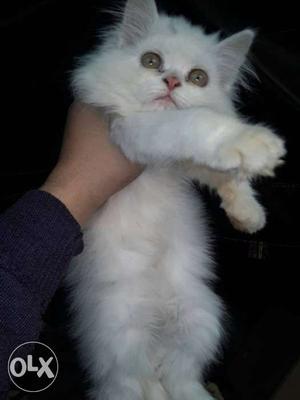 Persian white kitten available for sale price