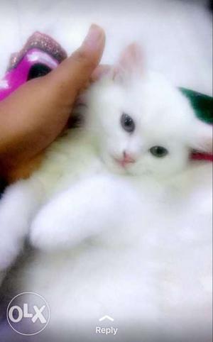 Pure persian cats.Price negotiable