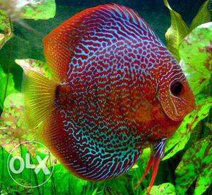 Red And Blue Discus Fish