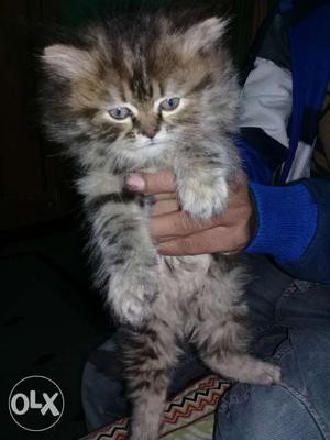 Sell of persion cat kittens in hyderabad 5k each