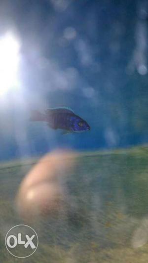 Single African Cichlid fish. Female fish, which
