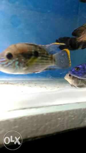 Single Green Terror Cichlid fish For 150Rs