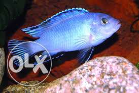 Small cichlid available 50 rs pair. minimum buy