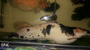 Spotted cat fish 15"