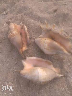 Three Brown Conch Shells